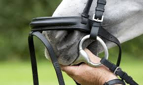 Horse bit fitting guide