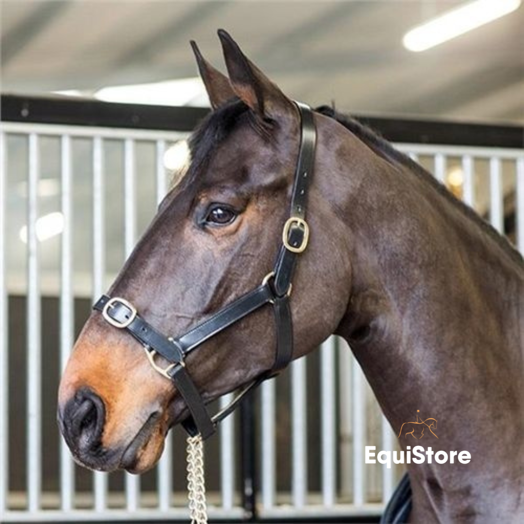 Turfmasters leather headcollar for horses  