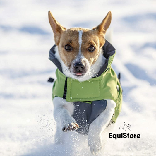 Vancouver Outdoor Dog Coat a water repellant and stylish dog rug.